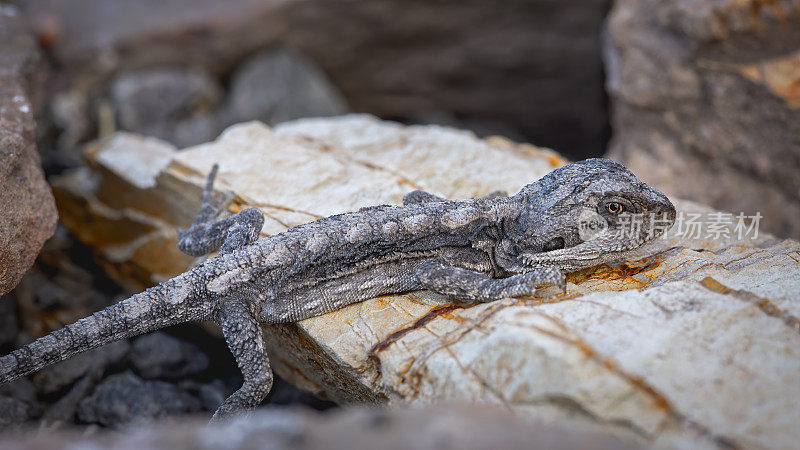 小学龙(Amphibolurus muricatus)